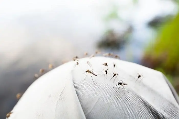Många myggor har samlats på en ljust beklädd axel